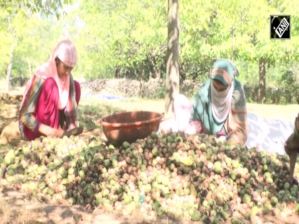 ‘Dwindling prices, rising imports,’ Kashmir’s walnut growers are ‘unhappy’