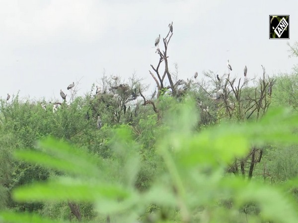 Villagers in TN’s Sivaganga district give up on firecrackers to protect migratory birds