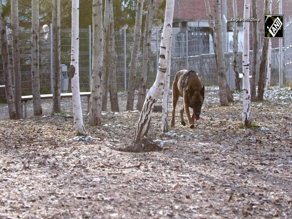 Heroic 'Phantom' killed in action during anti-terror ops in J&K, all about brave Belgian Malinois