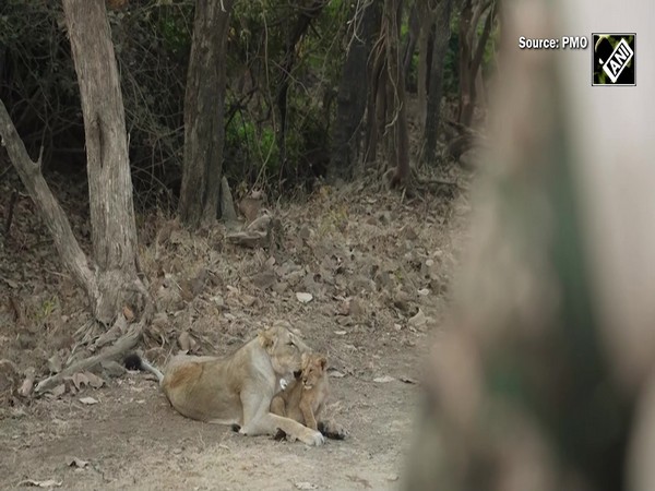 Gujarat: PM Modi goes on Lion Safari at Gir National Park on World Wildlife Day