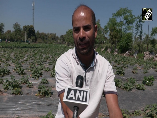 J&K: Kathua witnesses surge in strawberry cultivation with astounding success