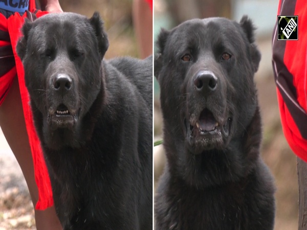 Manipur’s indigenous Haofa dog breed finds new recognition
