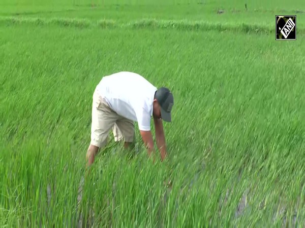 Long term impact of violence hits Manipur agriculture