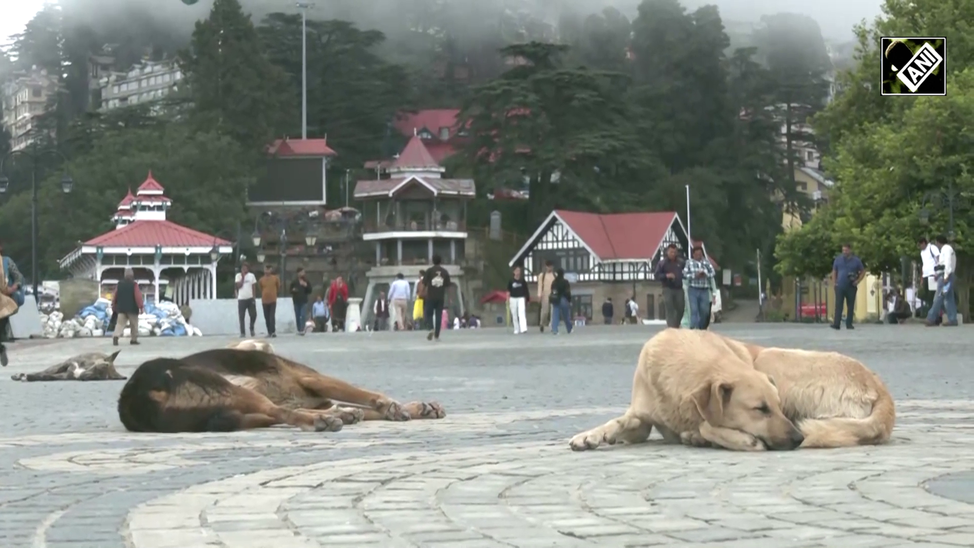 Shimla Launches GPS Collars, Anti-Rabies Drive for Stray Dogs in First-of-Its-Kind Initiative