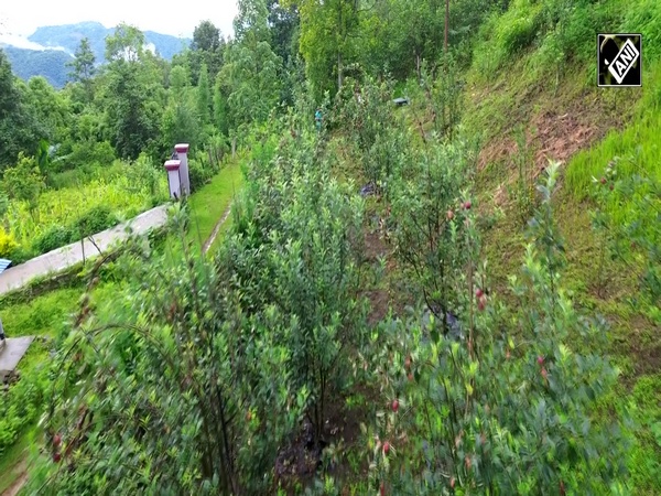 Manipur farmers find sweet success in apples