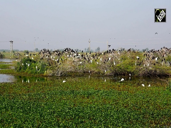 From saplings to safeguards: How Gujarat is nurturing mangrove growth