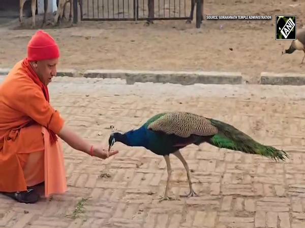 Viral Video: CM Yogi feeds peacock during 'gauseva' at Gorakhnath Temple premises in Gorakhpur