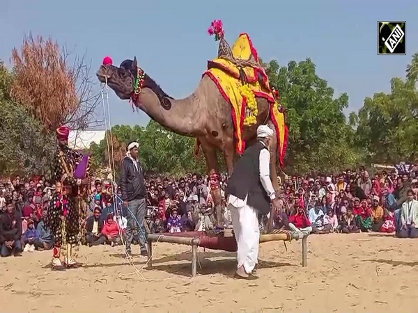 Camel festival thrills tourists, showcasing Rajasthan’s Cultural Charm, unique Camel Performances