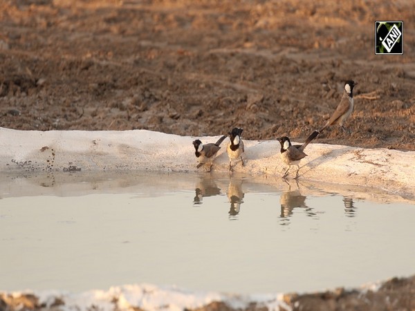 Gujarat launches intensive Jal-Parab wildlife support campaign
