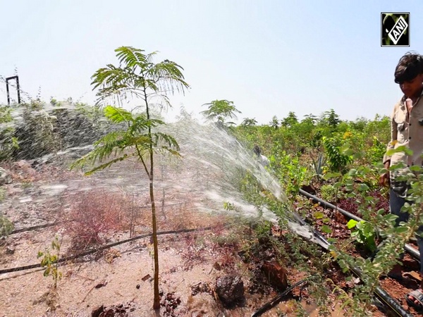 Namo Van: Million Trees Transform Gujarat’s Morbi into Green Oasis