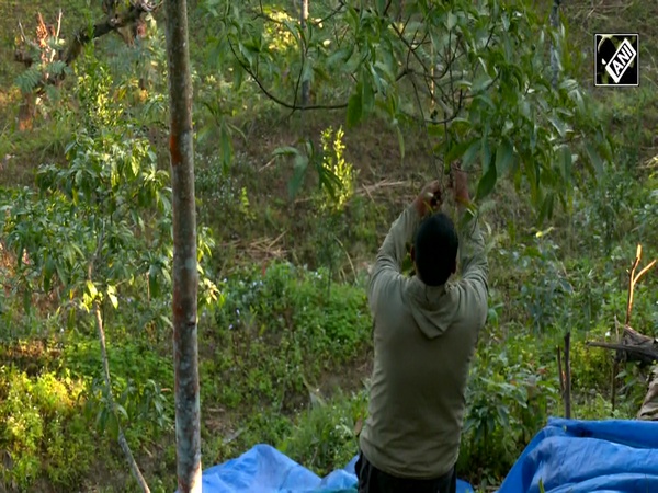 Nepal’s Rudraksha Capital: How Bhojpur’s sacred beads are generating millions for farmers