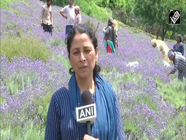 Lavender cultivation brings prosperity to farmers in Jammu and Kashmir's Bhaderwah