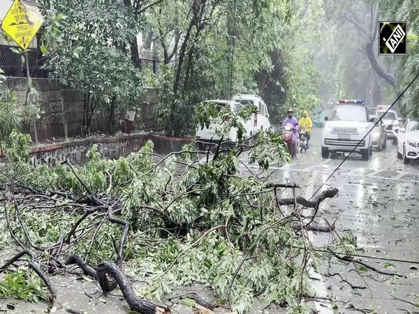 WATCH: Mukesh Ambani's convoy halted after tree collapses on road due to heavy rain, strong winds