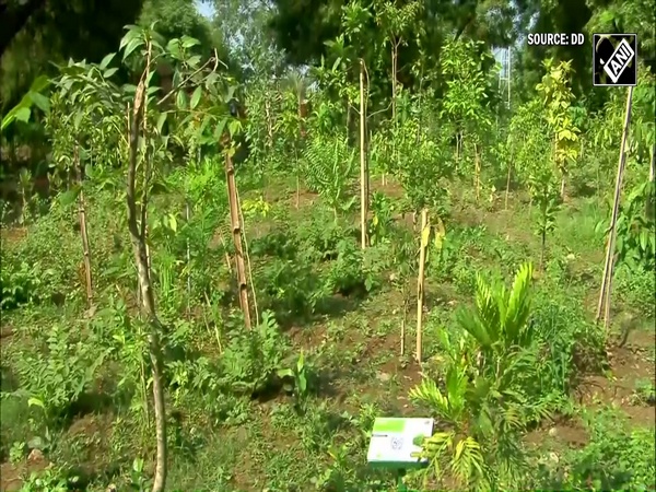 PM Narendra Modi Visits Rainforest Ektanagar, Vaman Vriksha Vatika in Gujarat's Ekta Nagar