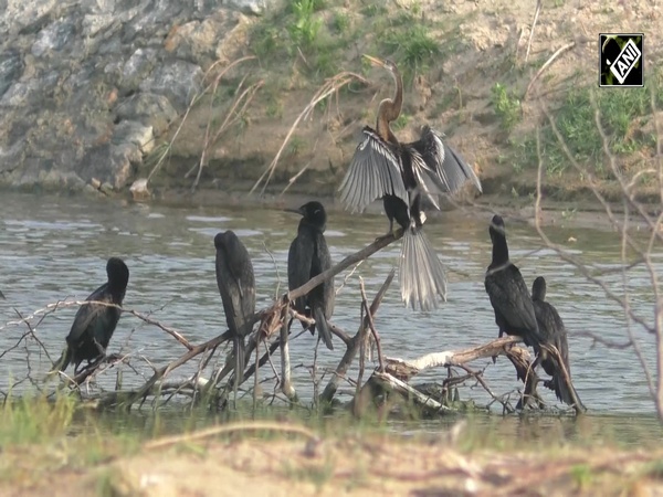 Thoothukudi Estuary comes to life with delightful scenes of birds flocking to the coastal city in Tamil Nadu