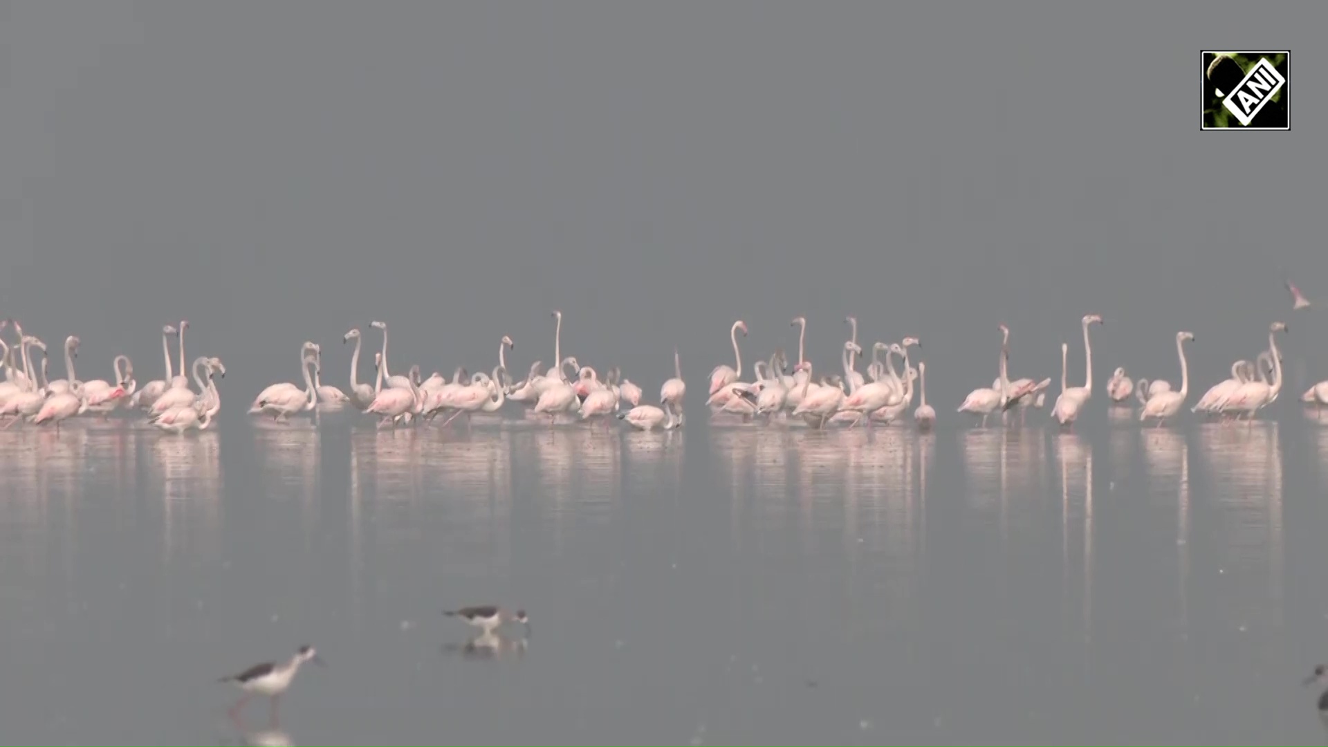 Over 200,000 migratory flamingos flock to Sambhar Lake, Jaipur, transforming it into winter paradise