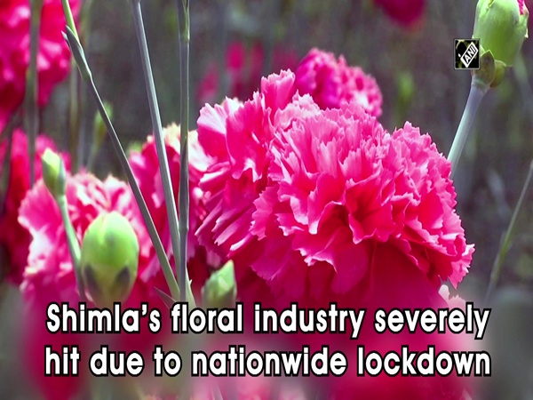 Shimla’s floral industry severely hit due to nationwide lockdown