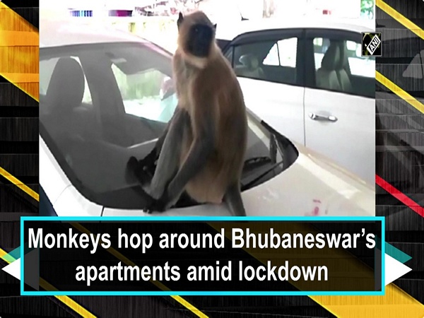 Monkeys hop around Bhubaneswar’s apartments amid lockdown