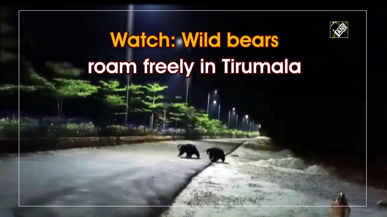 Watch: Wild bears roam freely in Tirumala