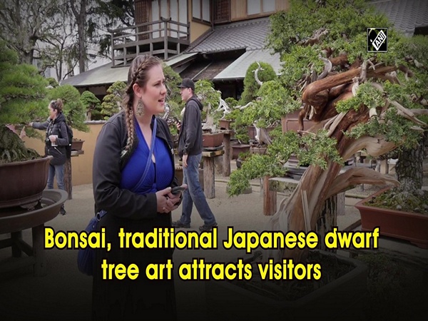 Bonsai, traditional Japanese dwarf tree art attracts visitors