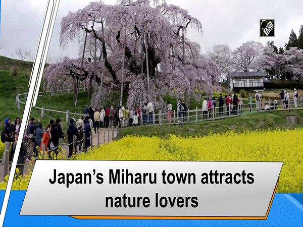 Japan's Miharu town attracts nature lovers