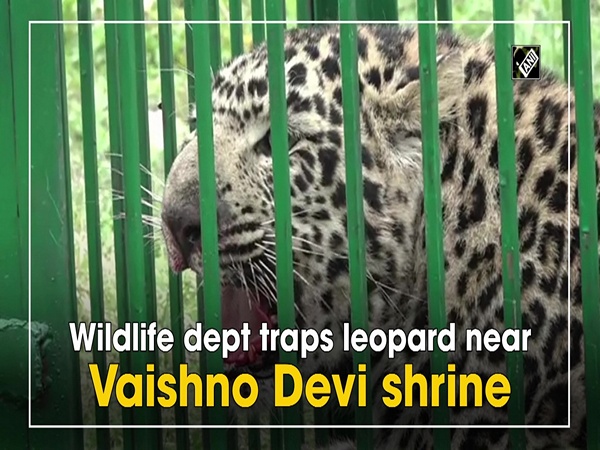 Wildlife dept traps leopard near Vaishno Devi shrine