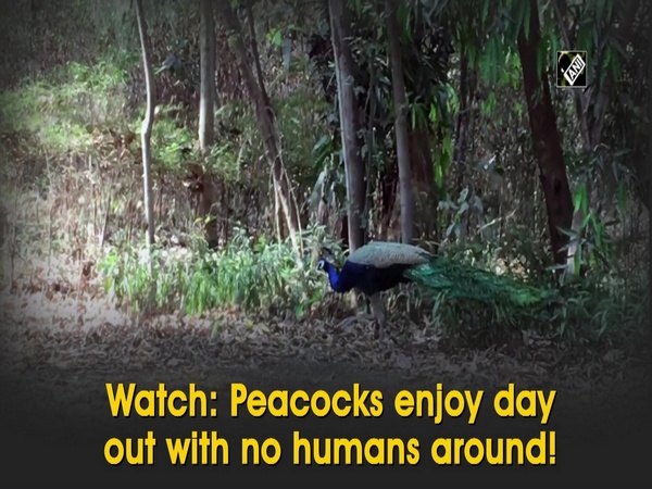 Watch: Peacocks enjoy day out with no humans around!