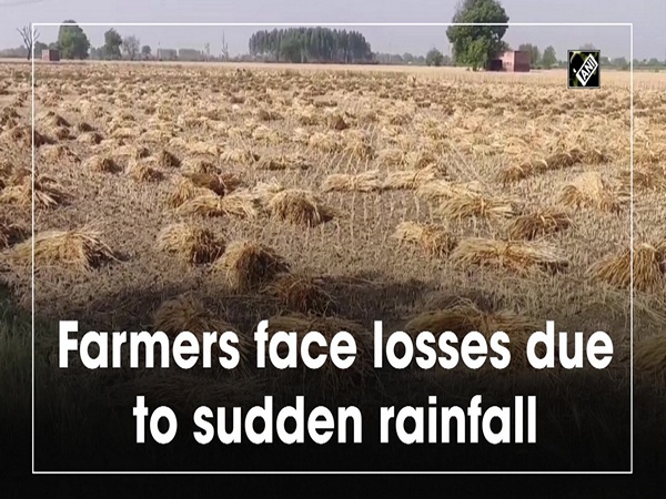 Farmers face losses due to sudden rainfall