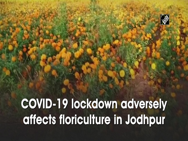 COVID-19 lockdown adversely affects floriculture in Jodhpur