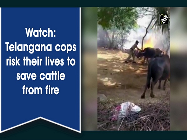 Watch: Telangana cops risk their lives to save cattle from fire