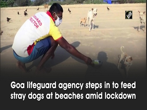 Goa lifeguard agency steps in to feed stray dogs at beaches amid lockdown