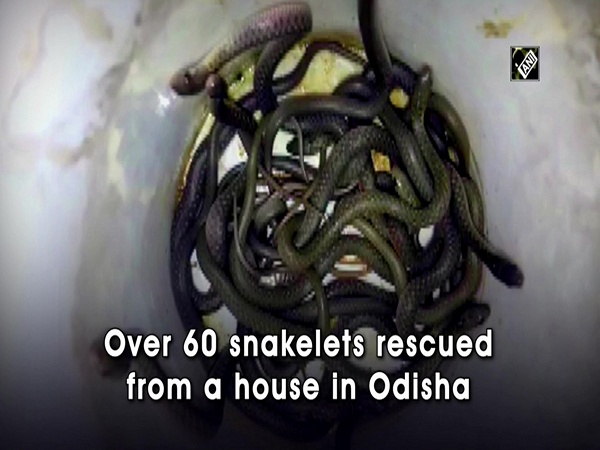 Over 60 snake offspring rescued from a house in Odisha