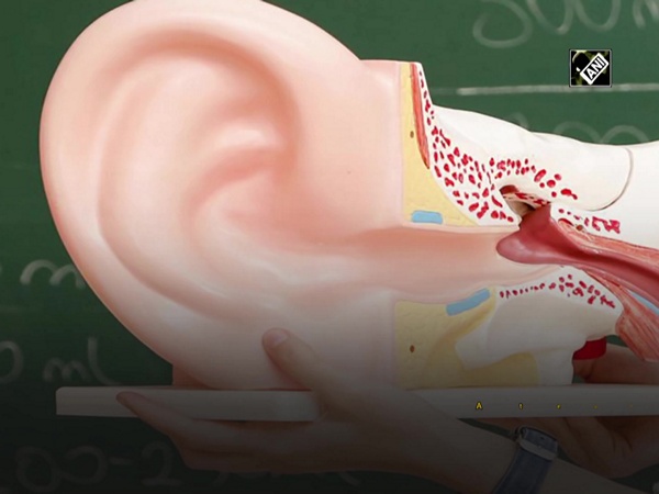 Researchers reveal simpler way to generate sensory hearing cells