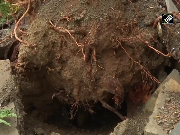 Cyclone Nisarga: Tree uprooted in Mumbai’s Hutatma Chowk