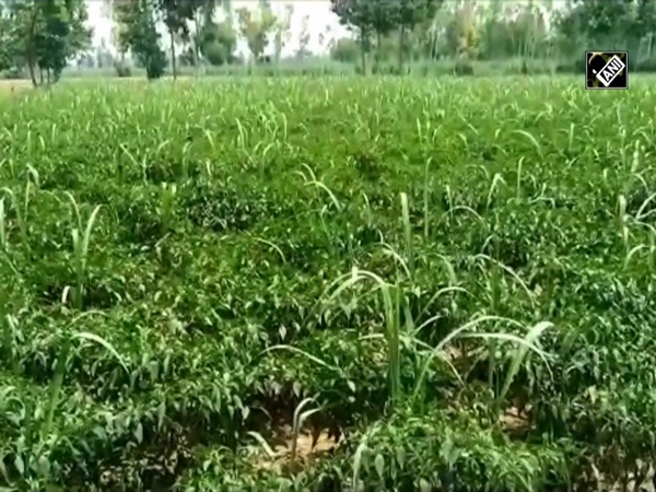 Moradabad farmer plants chillies, sugarcane in same field to double his income