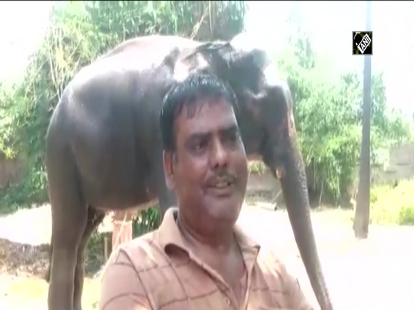 Patna man wills half of his property to 2 elephants