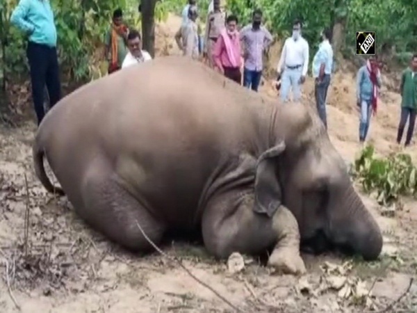 Elephant's carcass found in Chhattisgarh's Surajpur