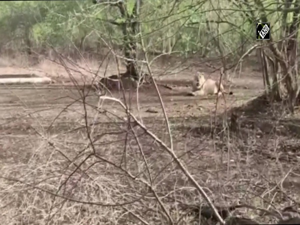 Population of Asiatic lions increases in Gujarat’s Gir forest