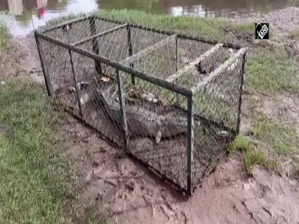 7-foot-long crocodile rescued in Vadodara