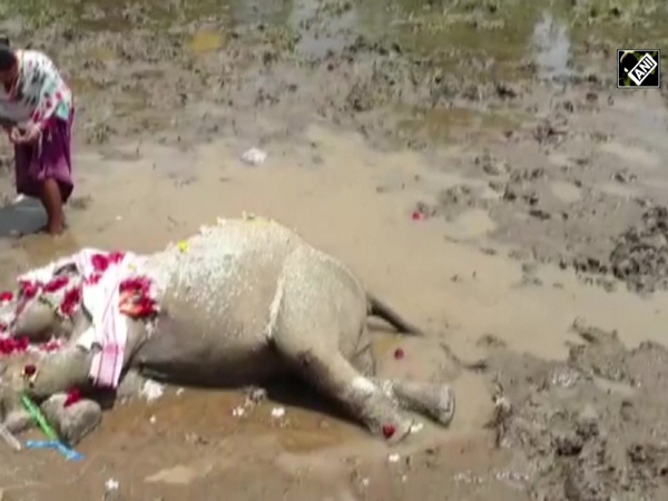 2-year-old elephant found dead in Asssam’s Kamrup