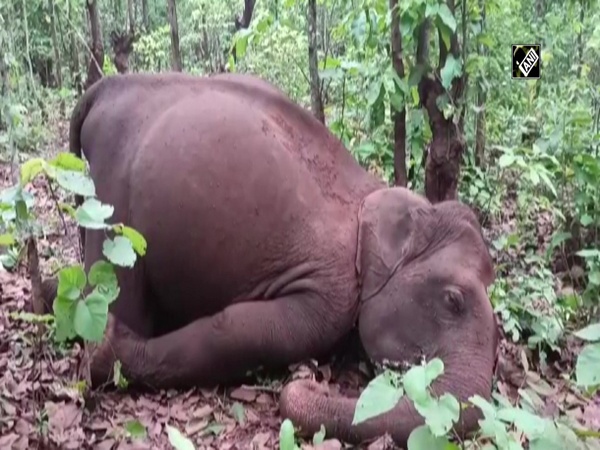 Carcasses of 2 elephants found in Odisha's Kendujhar