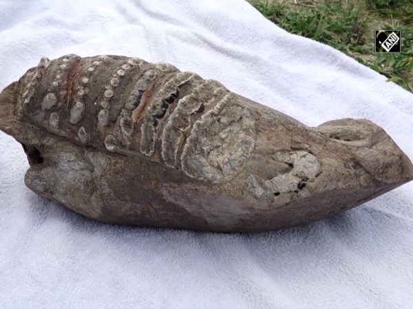 Over 5-million-yr old elephant fossil found in UP’s Saharanpur