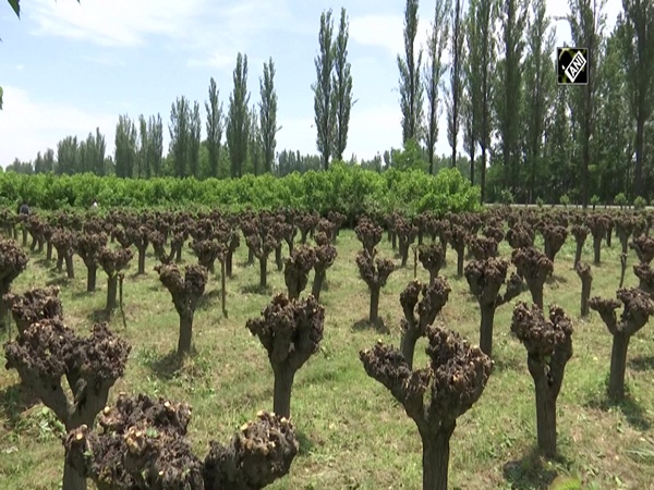 Pruning of mulberry trees underway to boost cocoon production in J&K’s Mirgund