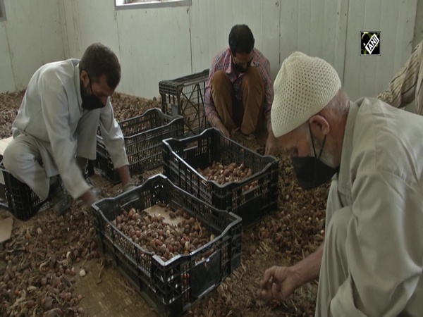 Cleaning of Tulip bulbs resumes in Srinagar