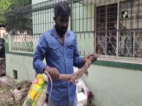 Giant Bengal monitor lizard rescued in Bengaluru