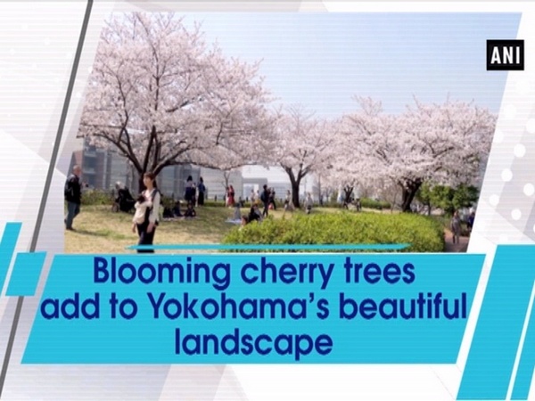 Blooming cherry trees add to Yokohama’s beautiful landscape