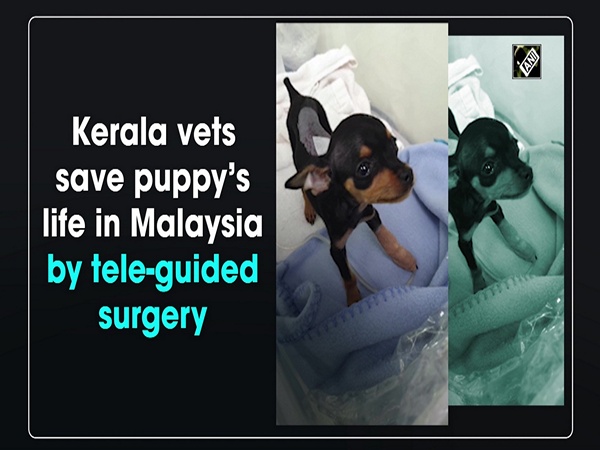 Kerala vets save puppy’s life in Malaysia by tele-guided surgery