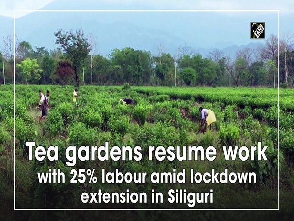 Tea gardens resume work with 25% labour amid lockdown extension in Siliguri