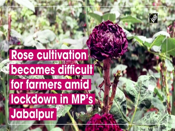 Rose cultivation becomes difficult for farmers amid lockdown in MP’s Jabalpur