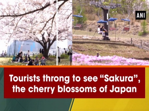 Tourists throng to see “Sakura”, the cherry blossoms of Japan